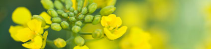 yellow flowers, Glen Feigelman, LCSW Therapy services